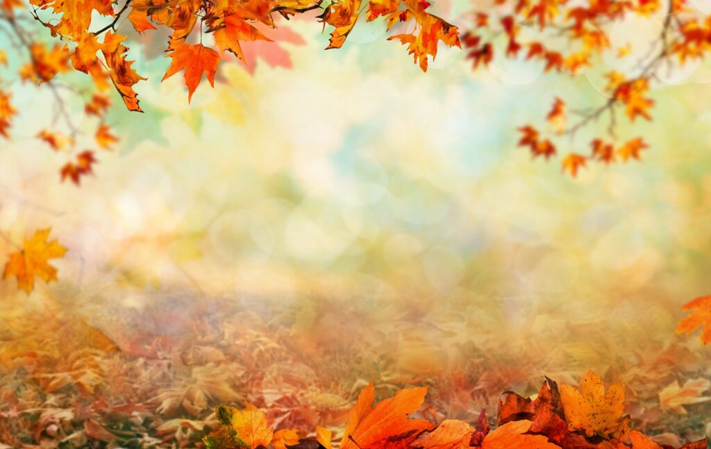 「秋」を表す英語「fall」と「autumm」の違いと使い分け！「日本の秋」を説明する例文まとめ