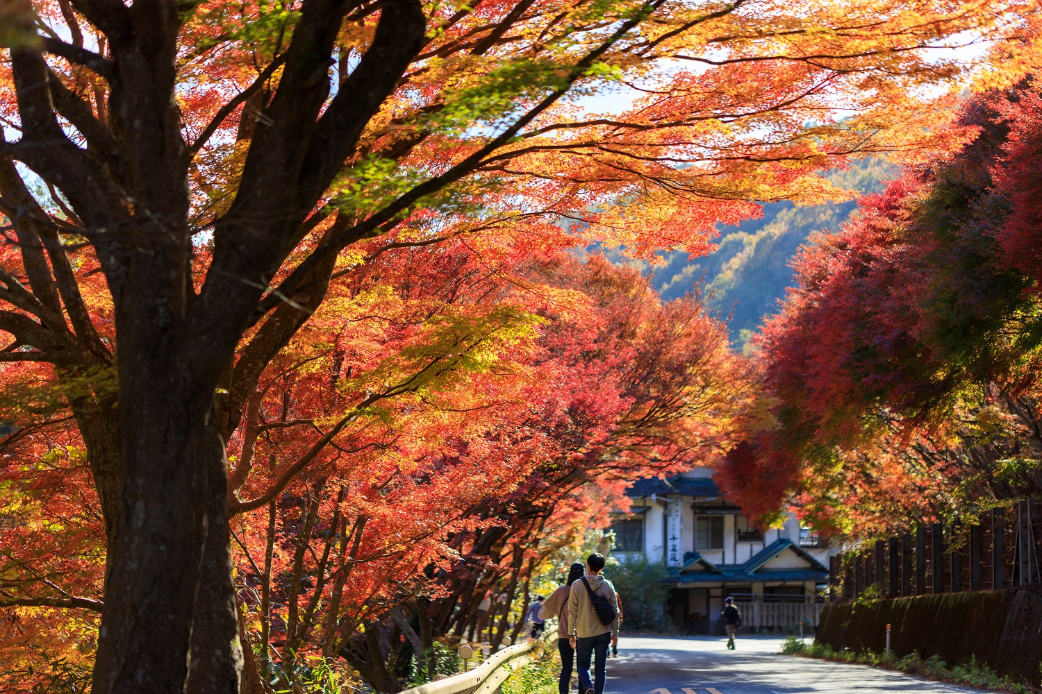 「紅葉（もみじ）」は英語で何て言う？紅葉狩りなど秋の風物詩の英語表現まとめ【例文付き】 | ENGLISH TIMES