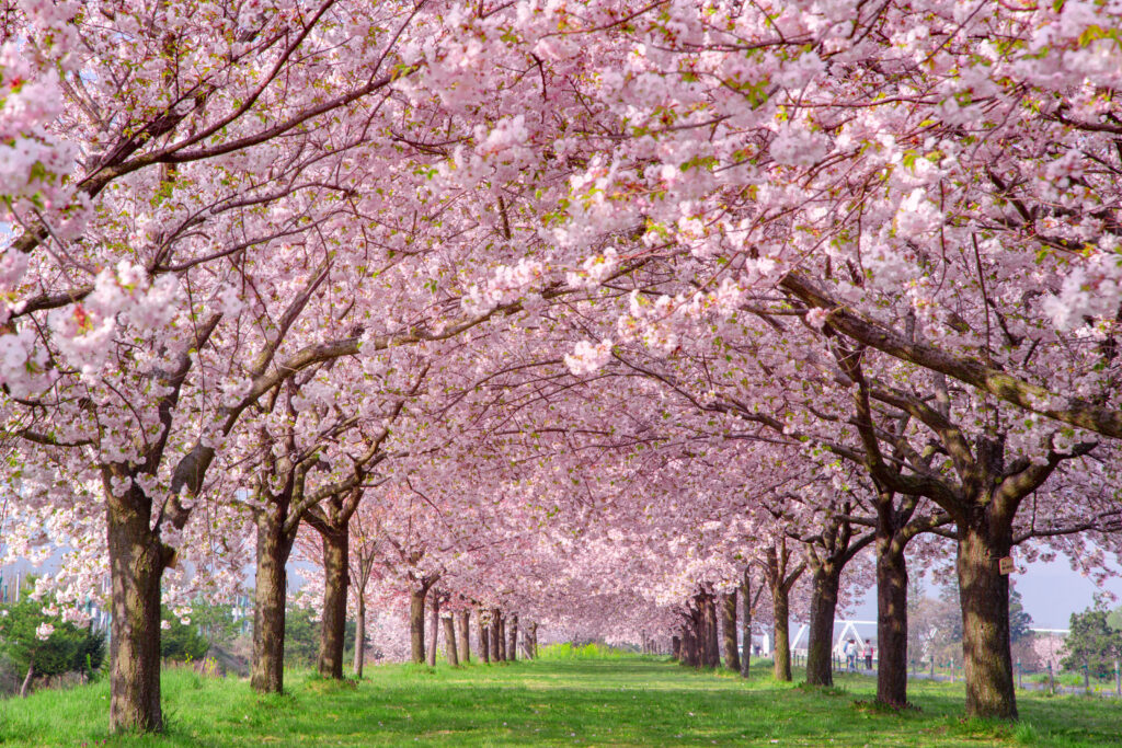 桜は英語で何と言う？関連語句や例文とともに紹介