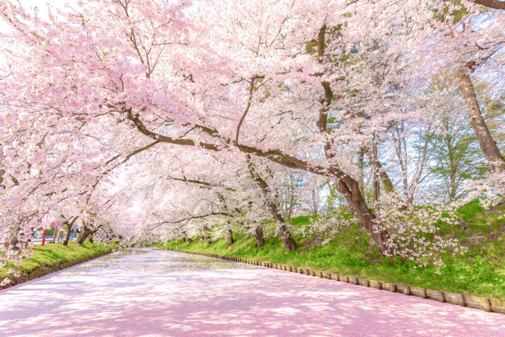 桜は英語で何と言う？夜桜、八重桜などとともに例文付きで紹介