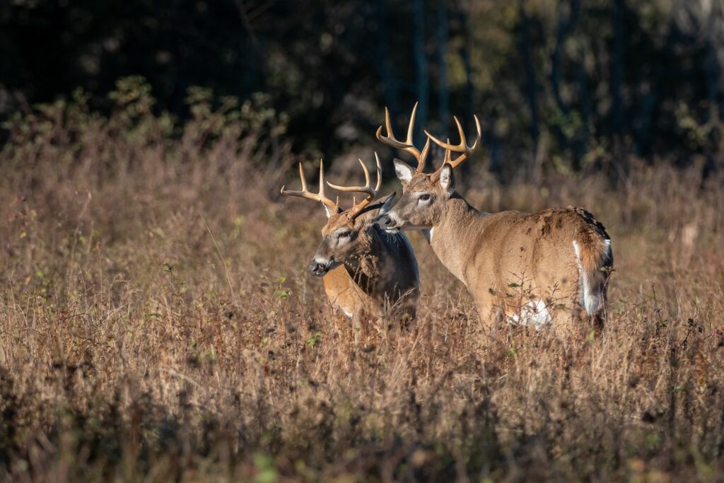 bucksの意味「男」「雄鹿」