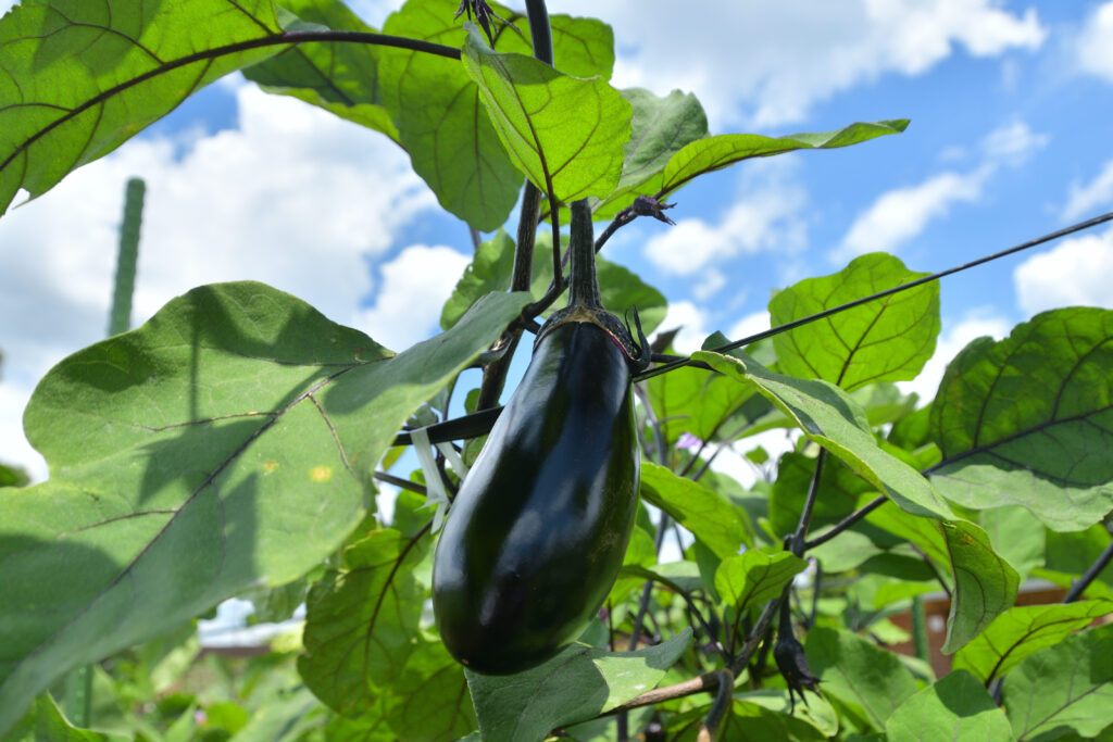 「なす」に関連する野菜の英語表現