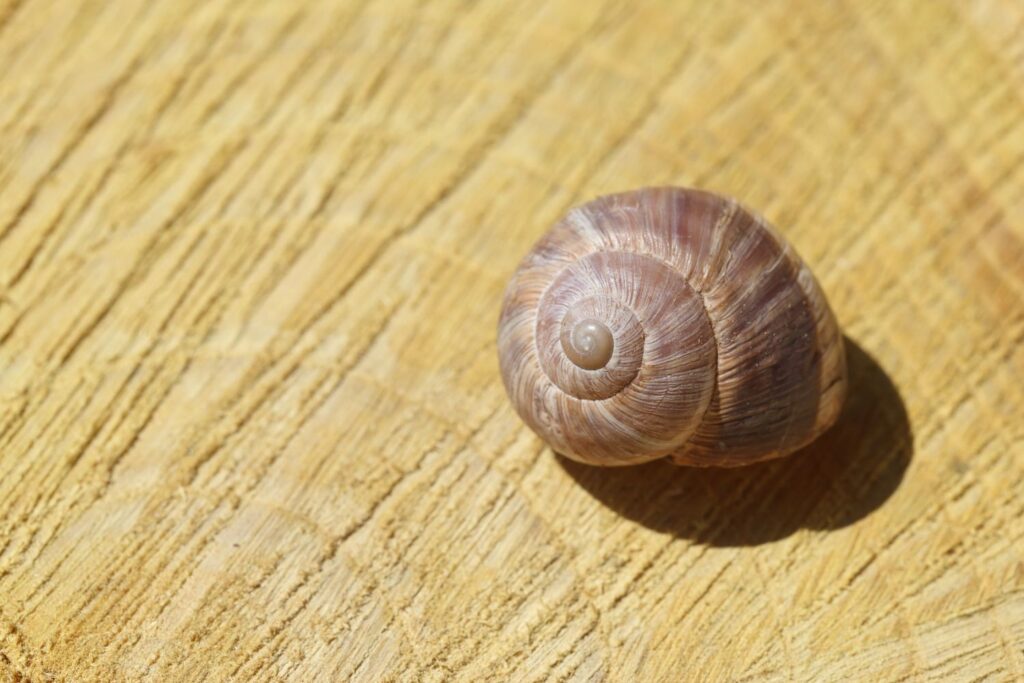 デザインでの黄金比の使い方